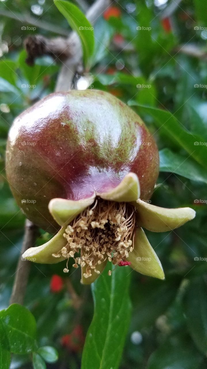 Growing pomegranates