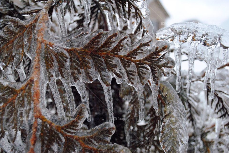 Ice Storm