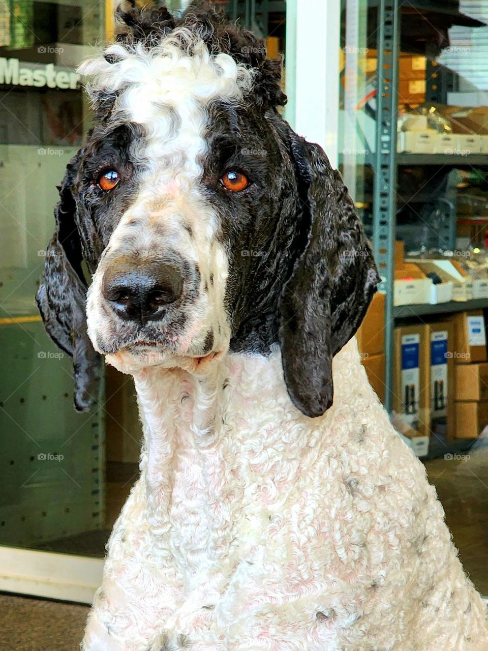 A black and white Standard Poodle named Carl stares at the camera wondering if posing like a good boy will result in a treat