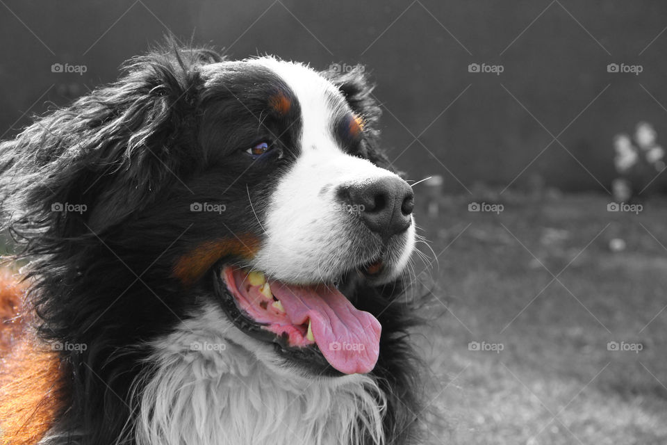 berner sennen portrait special