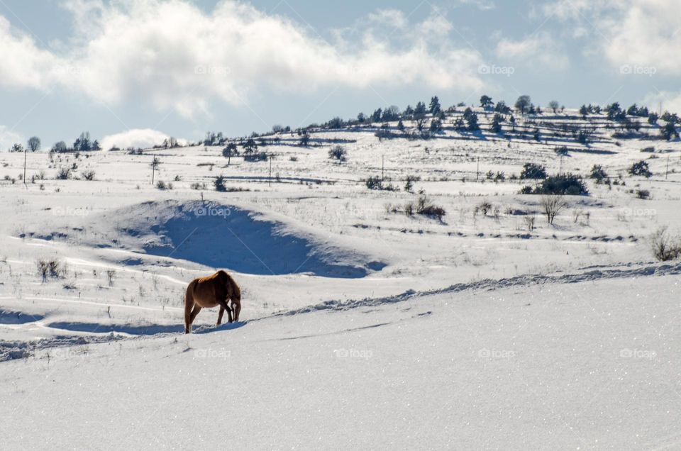 Horse in the Snow