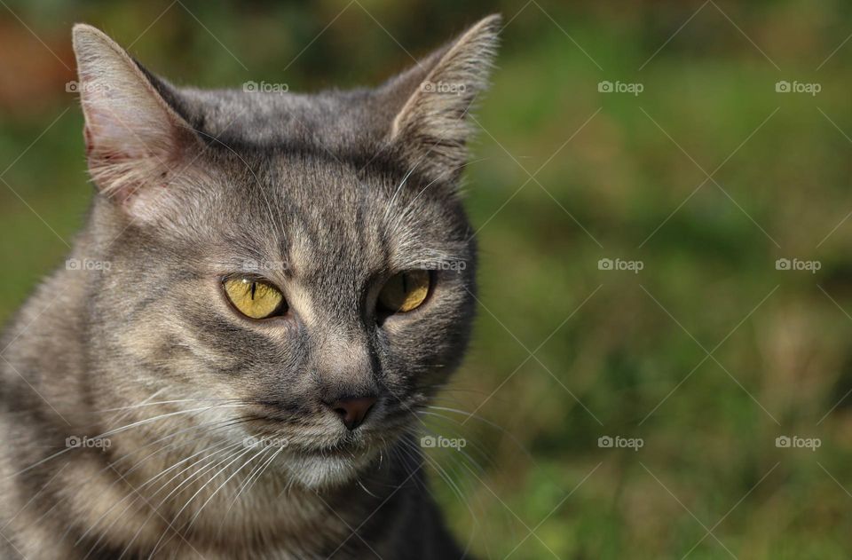 Portrait of a tabby cat