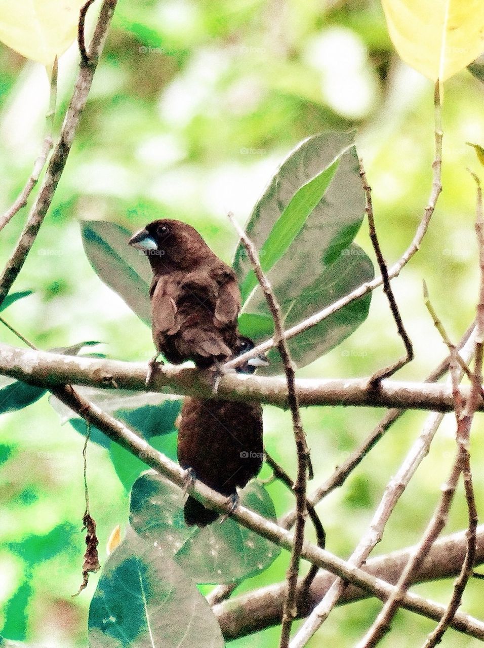 Two birds on branch