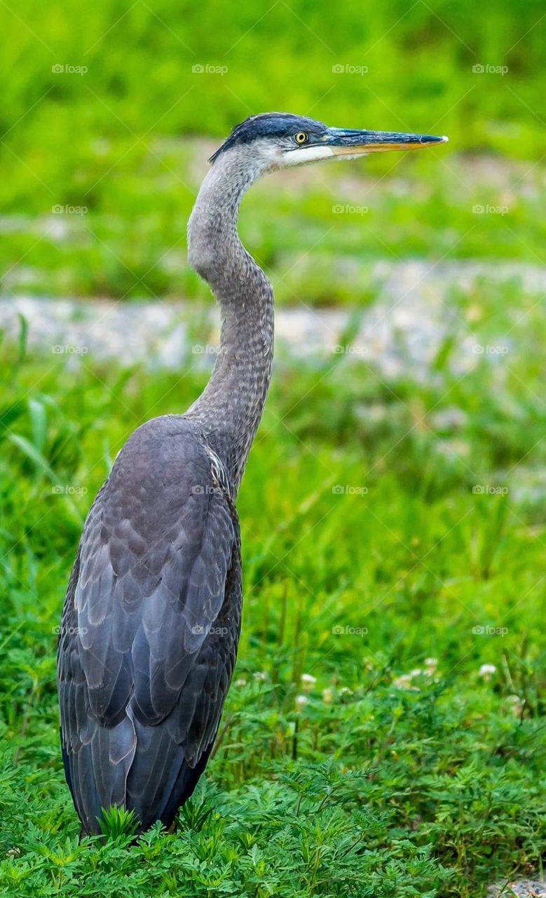 Blue Heron bird