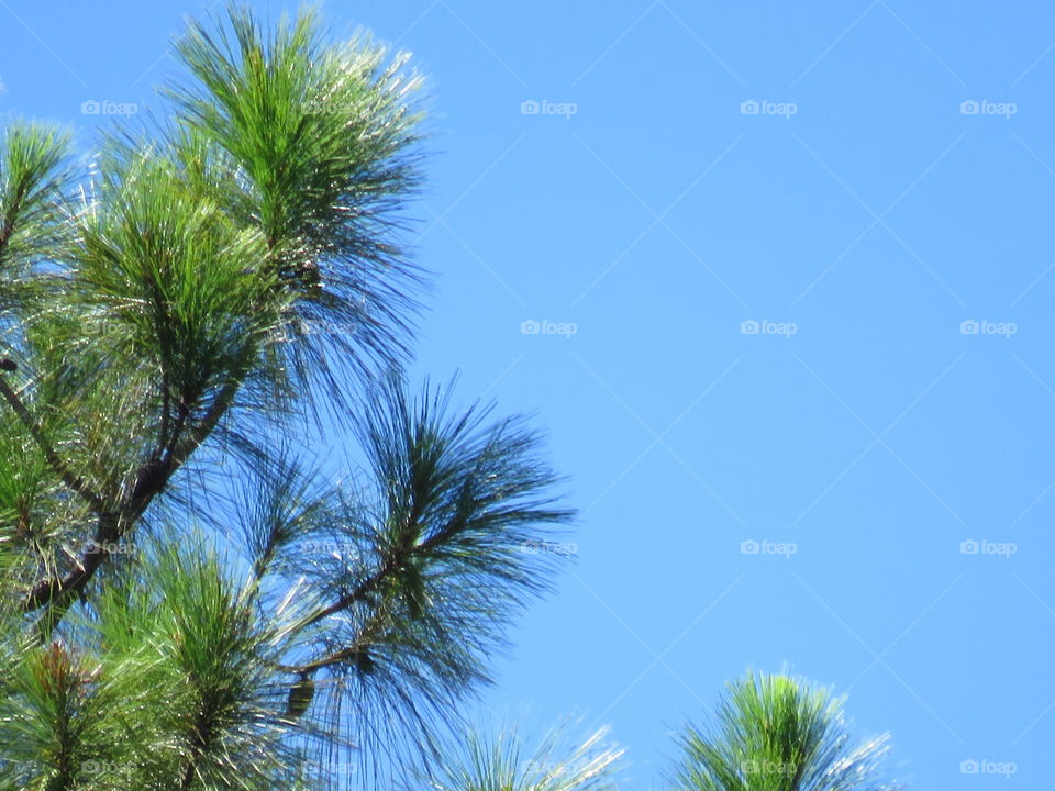 The pine tree needles.