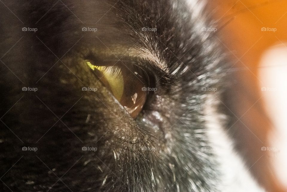 animal eye 