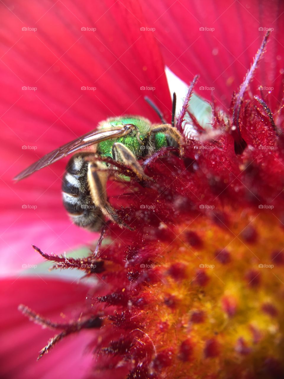 Green metallic bee