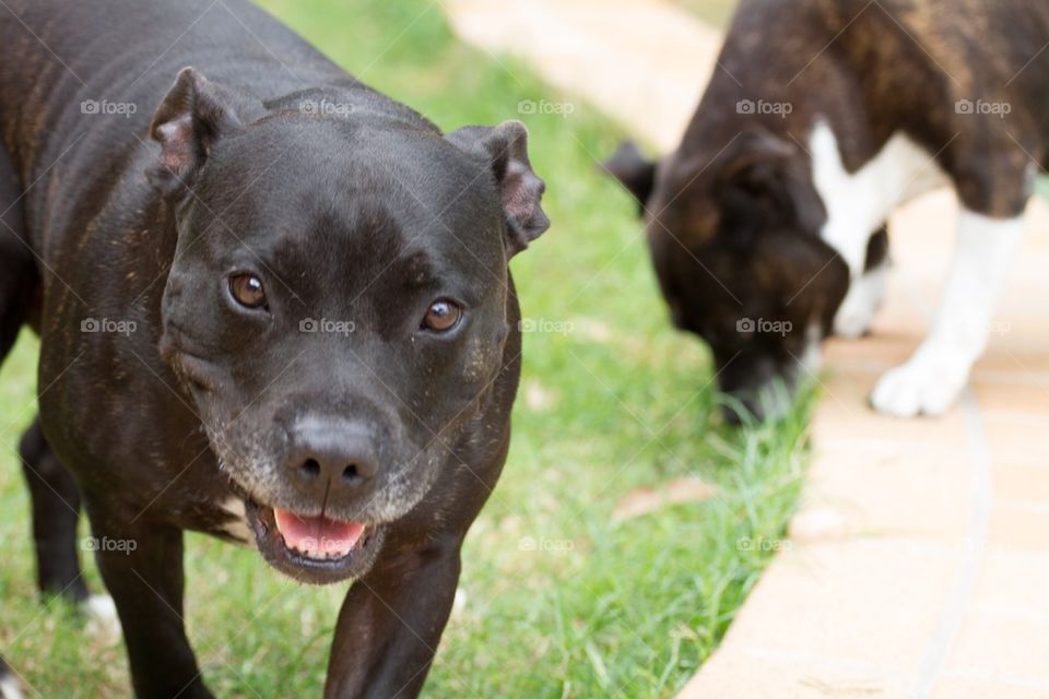 Staffies