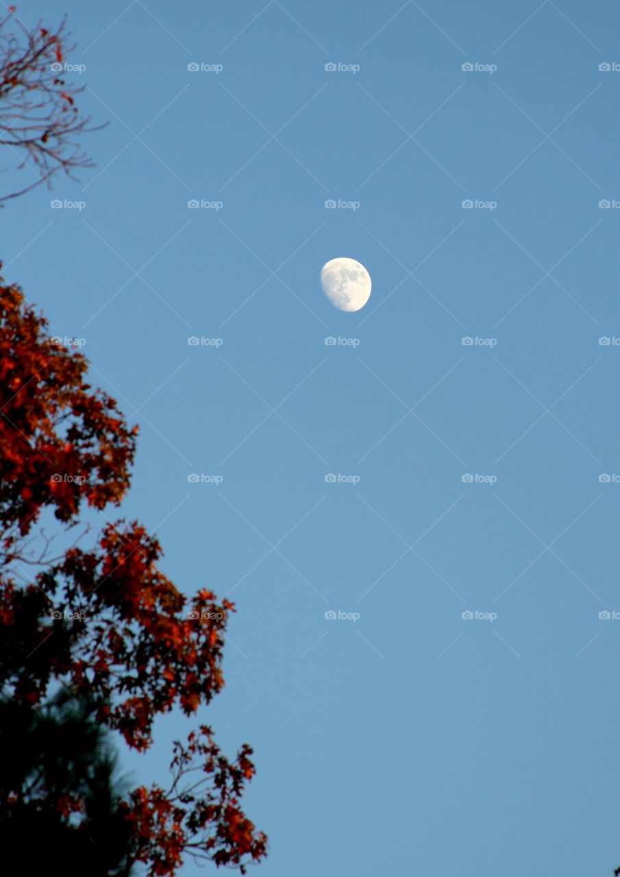 moon during fall evening