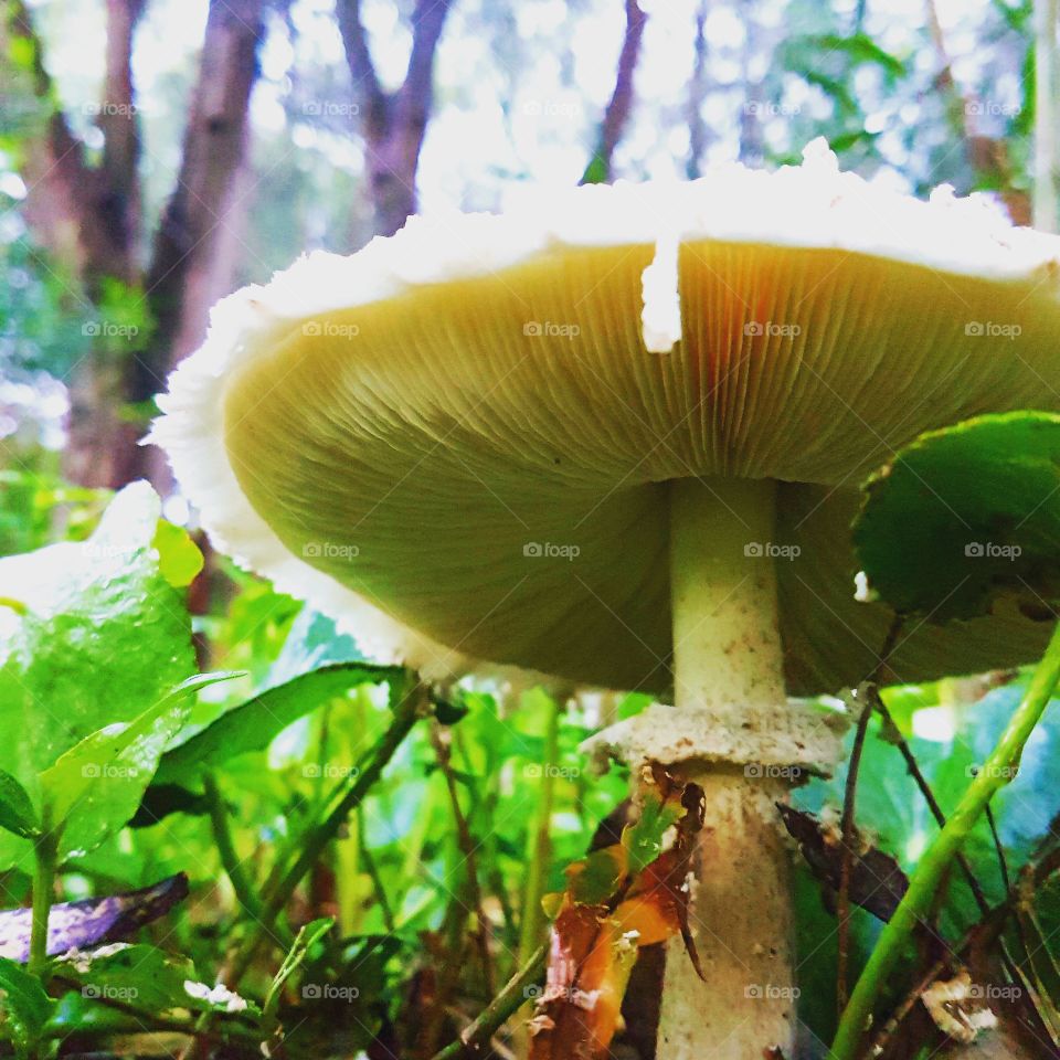 under the shade of a mushroom