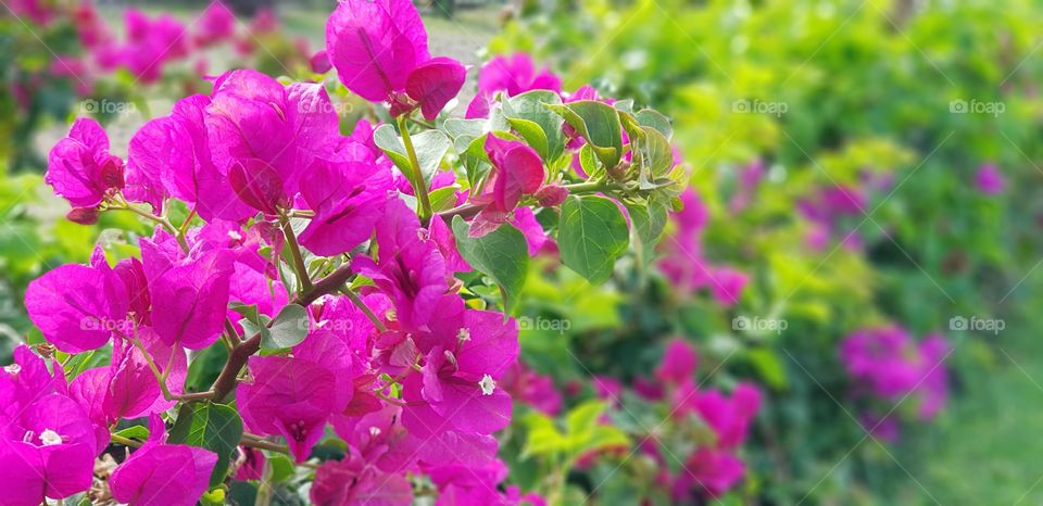 bougainvilea