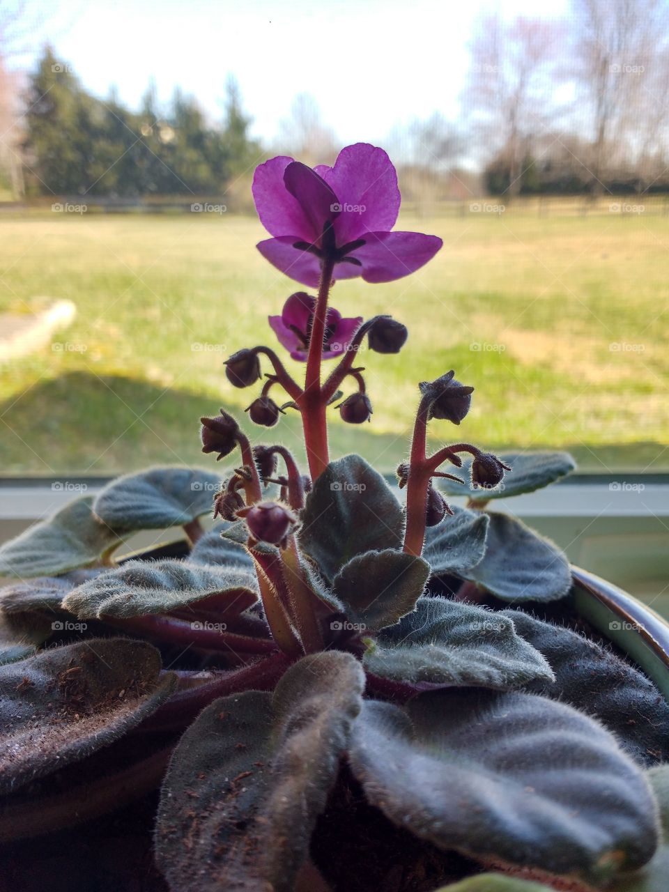 A flowering succulent on a windowsill
