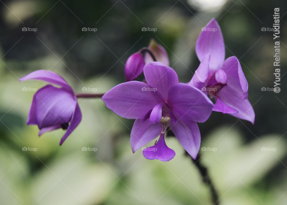 Spathoglottis plicata, orchid of java