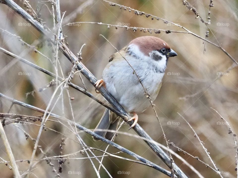 Sparrow