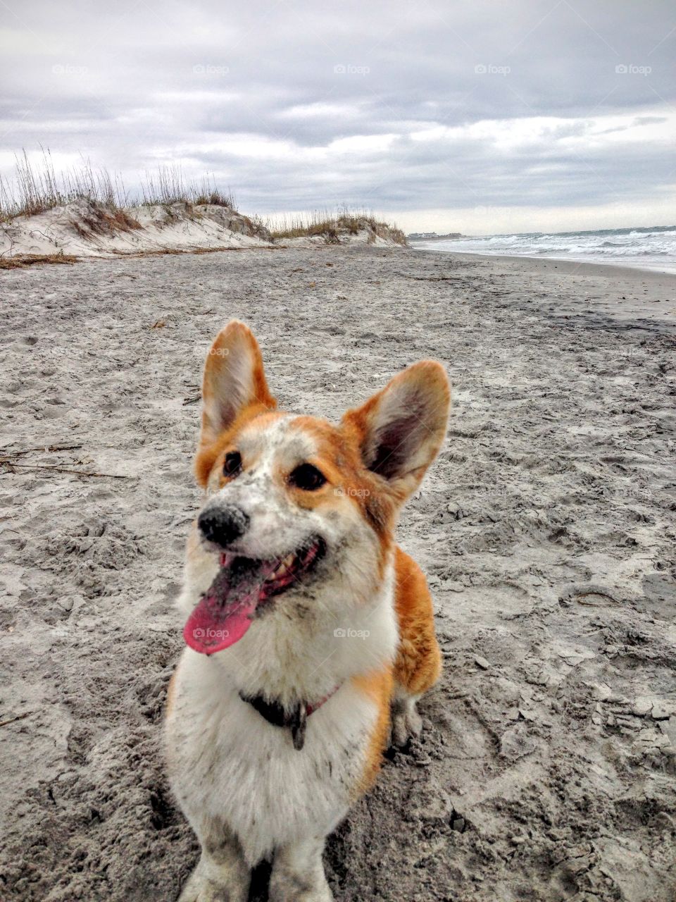 Sandy pup