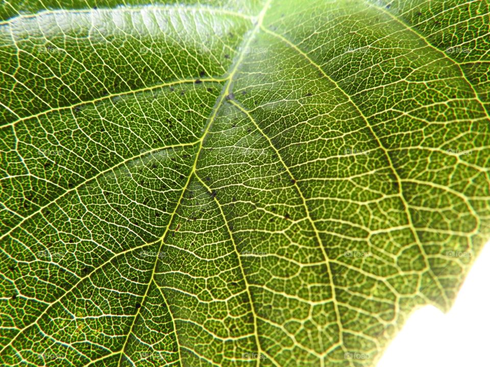 Leaf macro close-up with green details seen through it during daylight.