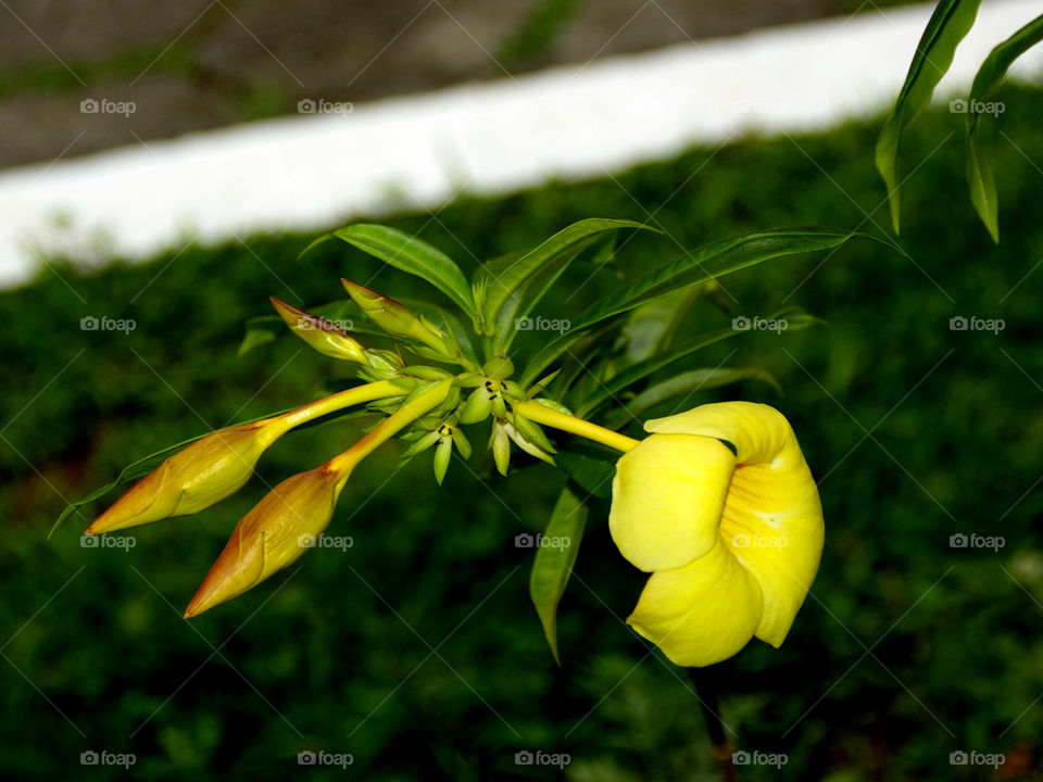 Flor amarela 