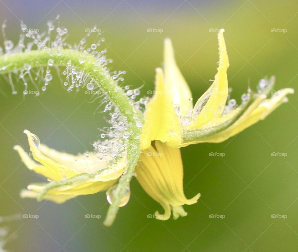 Tomato blossom closeup