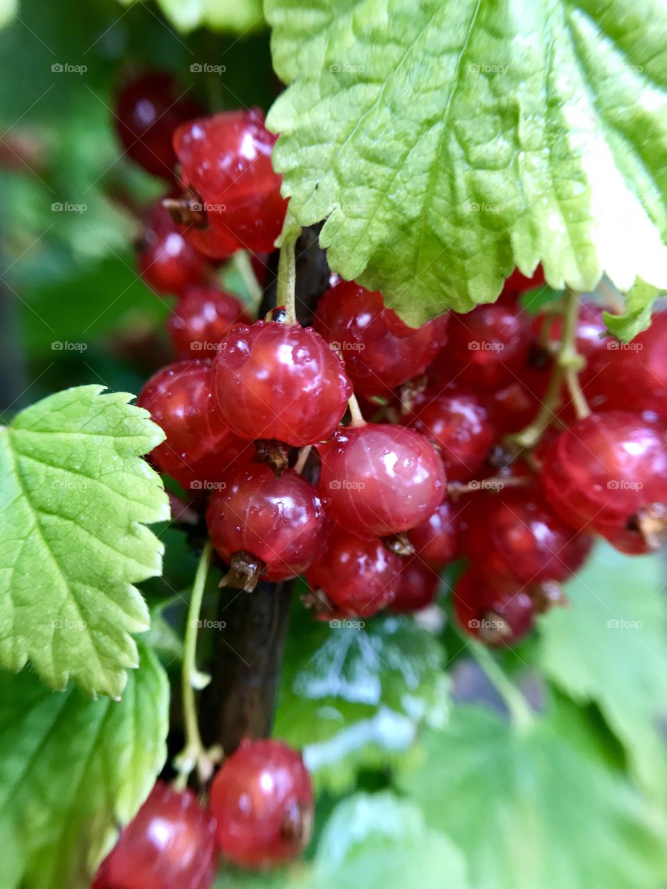 Berries after rain