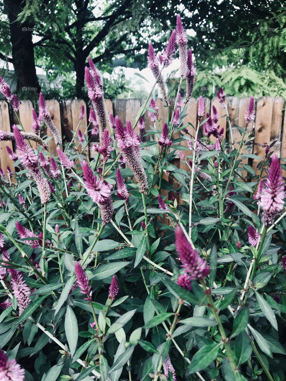 Weird shaped purple flowers caught in the wind. 