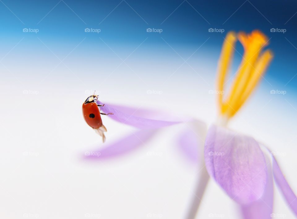 Ladybug on the purple flower 