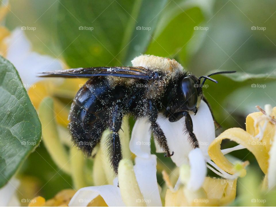 Bee