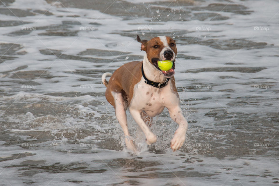 Doggy fun at the beach 