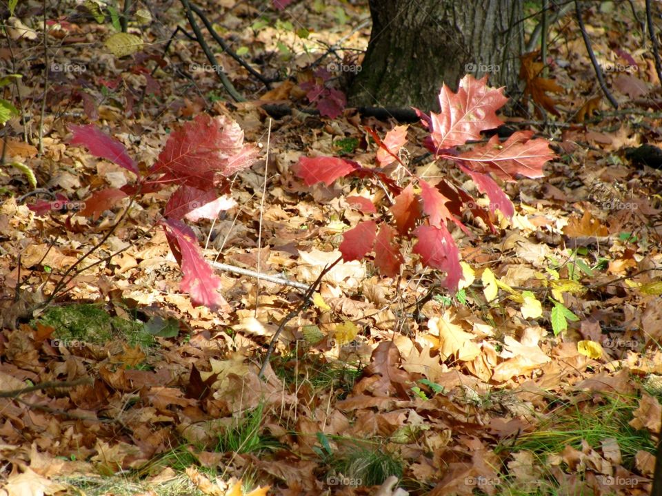 Autumn in the forest