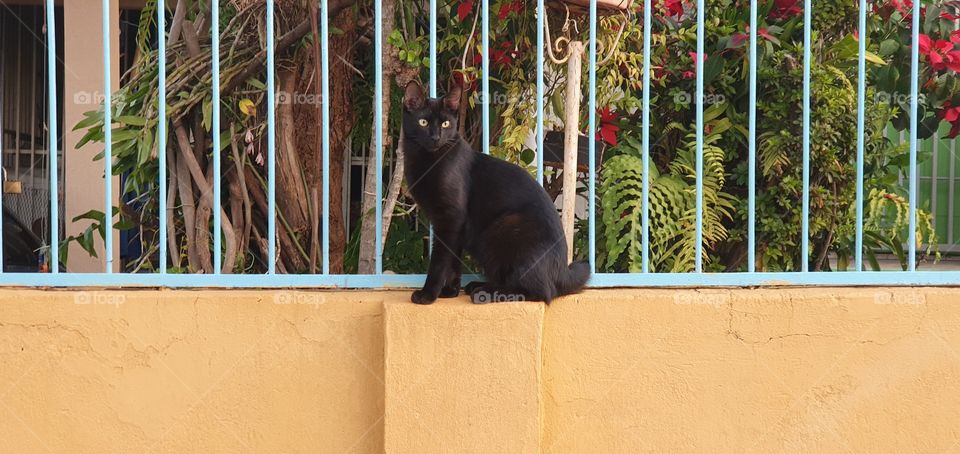 Black cat (bombai cat) in Londrina PR