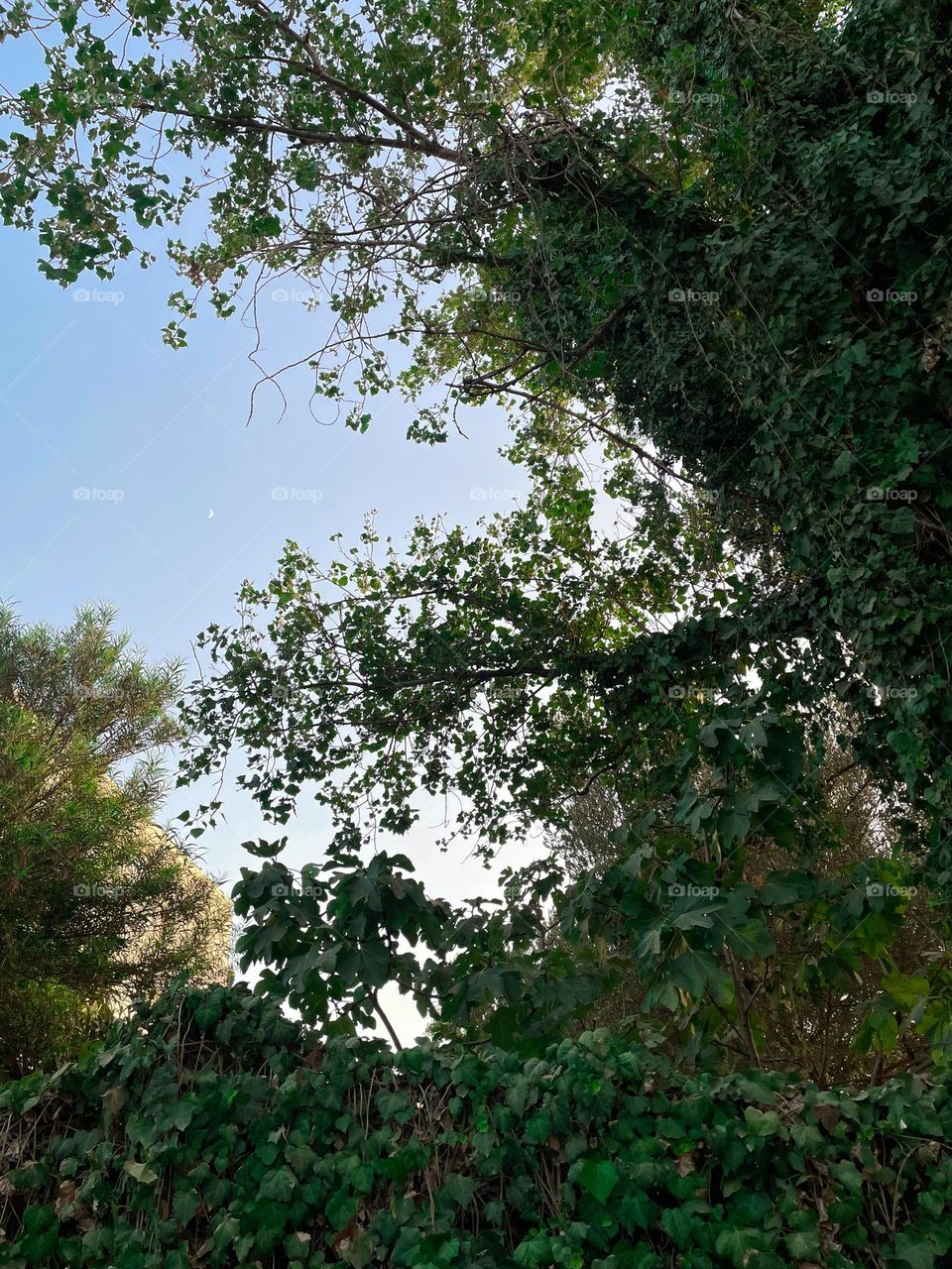  View of the moon between trees before sunset.