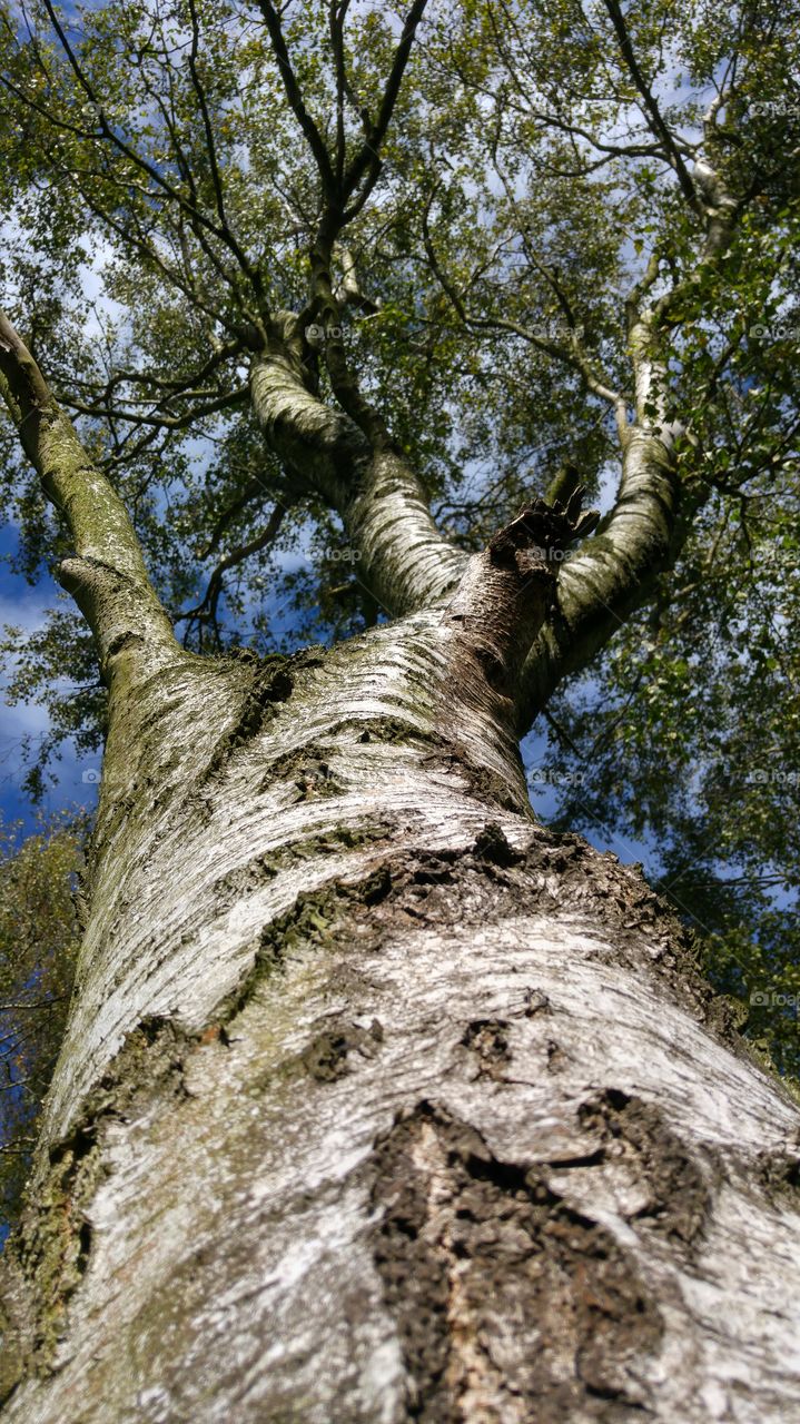 Low angle view of tree trunk