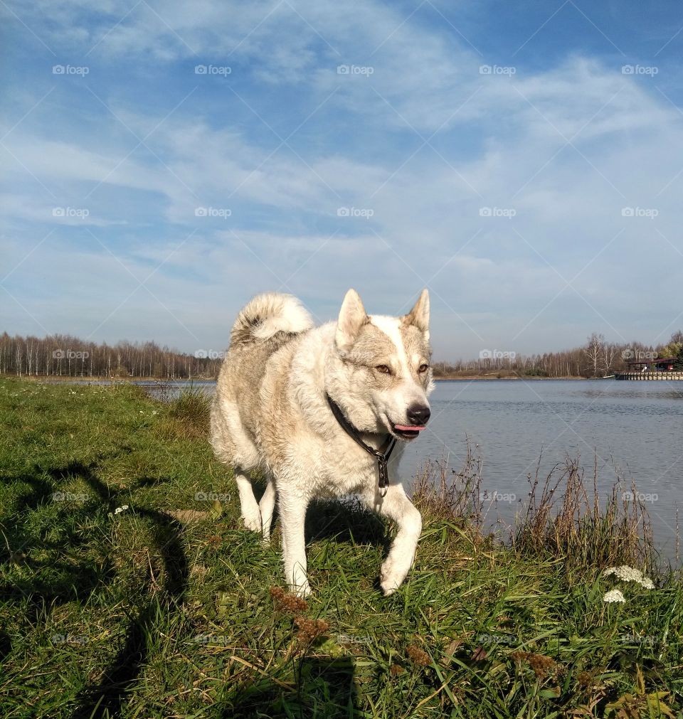 funny portrait dog pet walking on a lake shore beautiful landscape