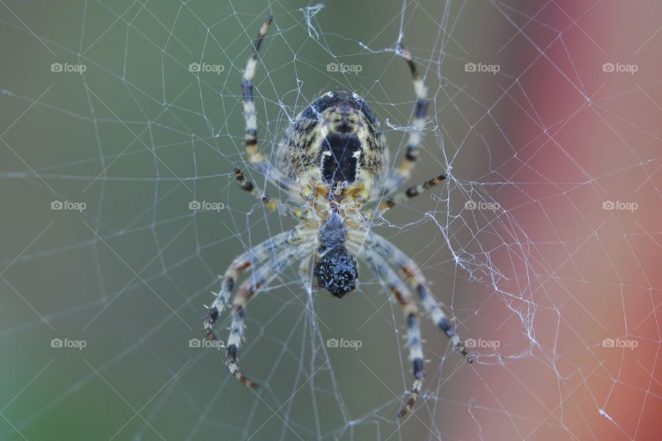 Garden Spider Having Lunch