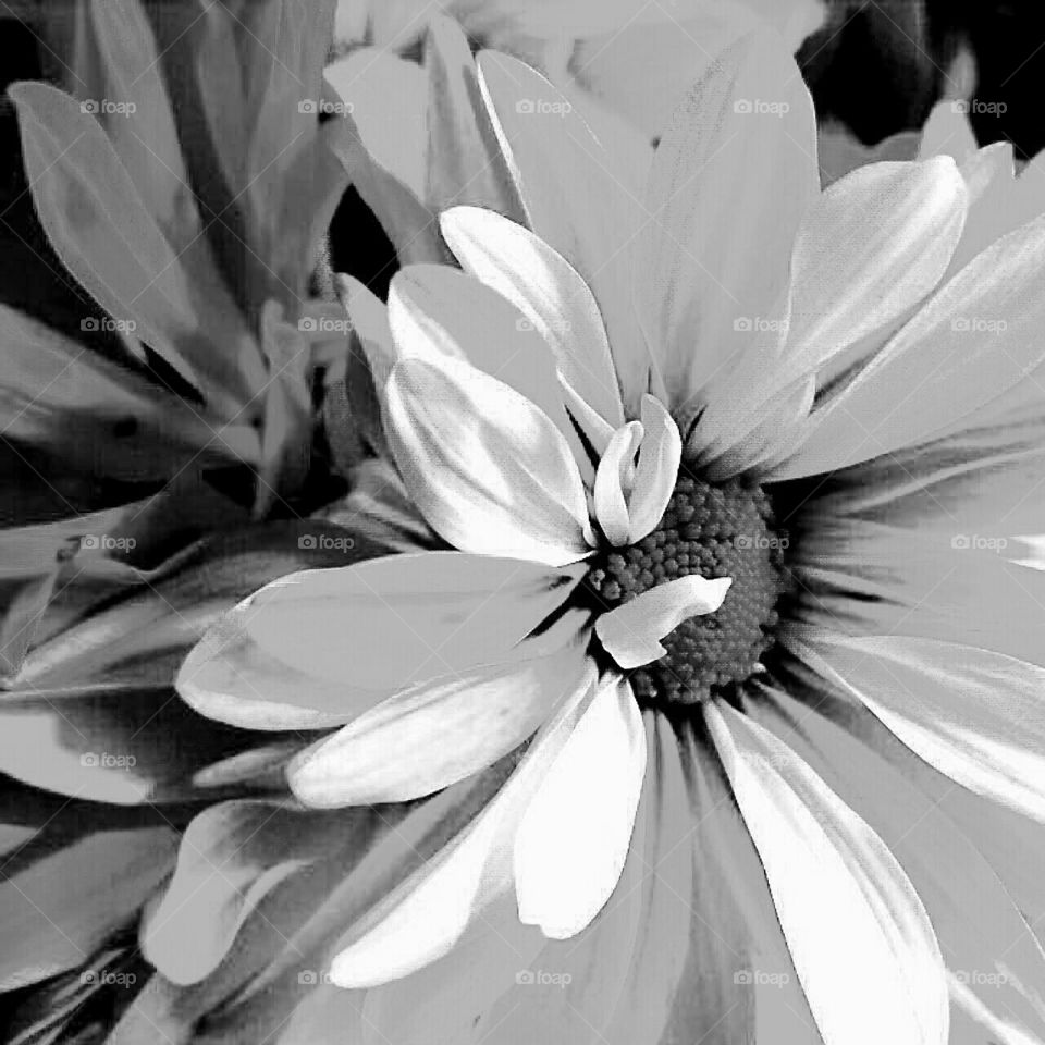 Flower, Monochrome, Nature, Flora, No Person