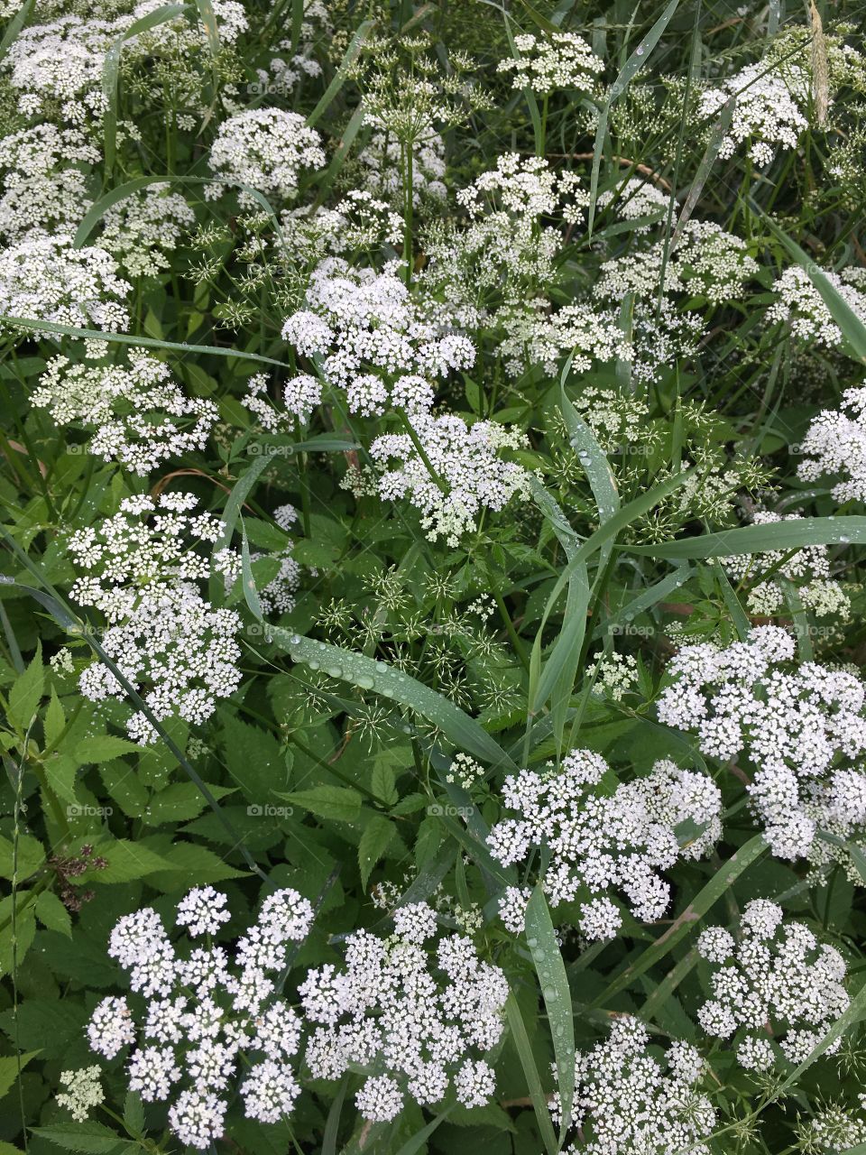 White field