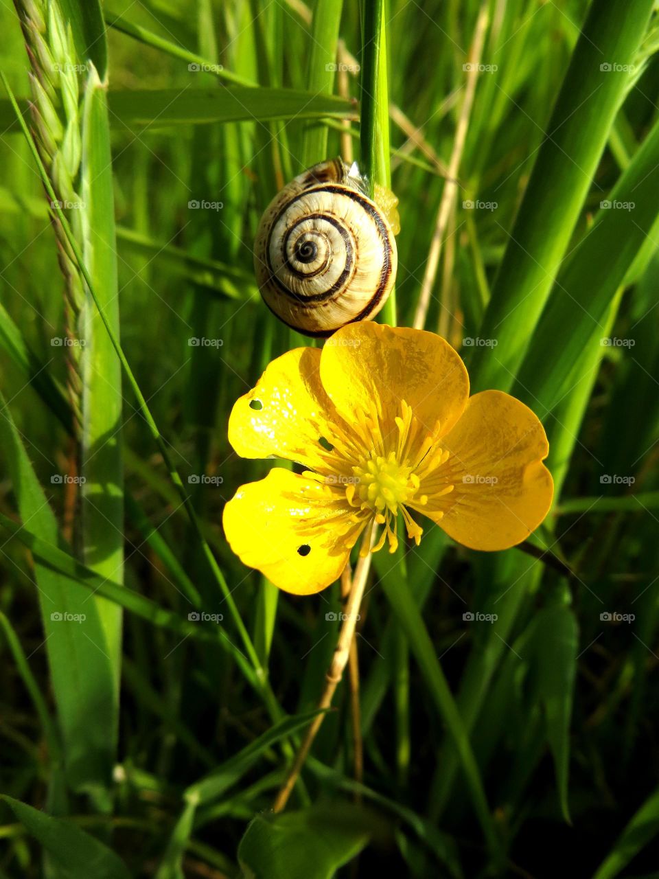 snail on buttercup