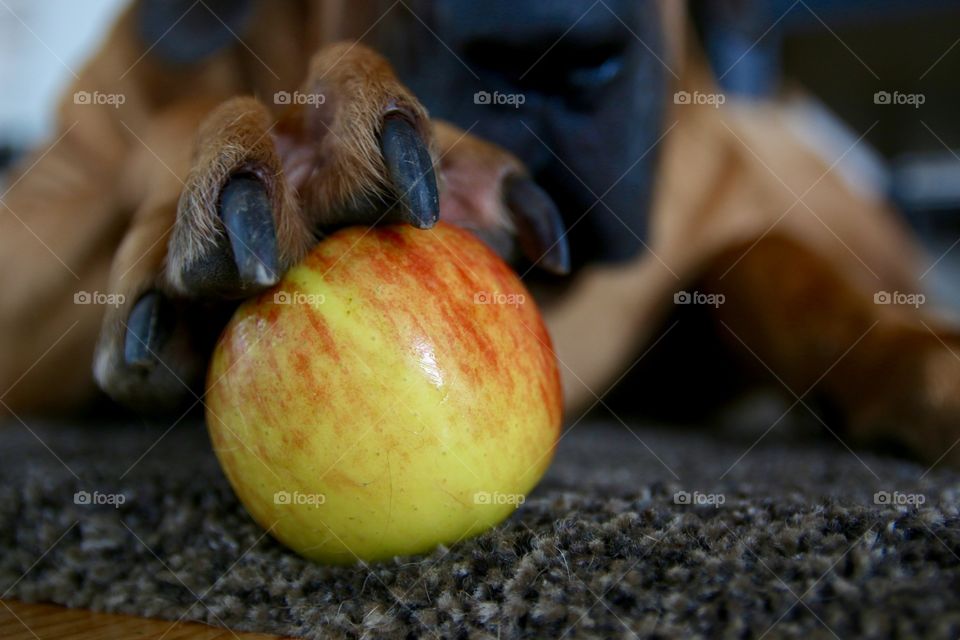 Apple. Apple in paw