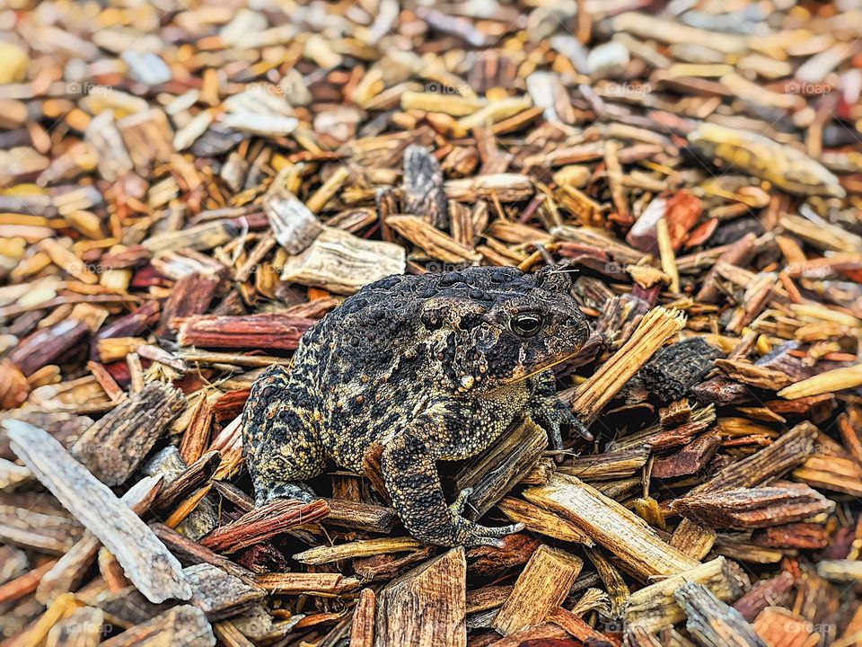 Toad in the woods chips, iPhone photography, closeup of a toad, animals in the park, toad in the park, child sees a toad on the playground, toad trying to blend in to surroundings 