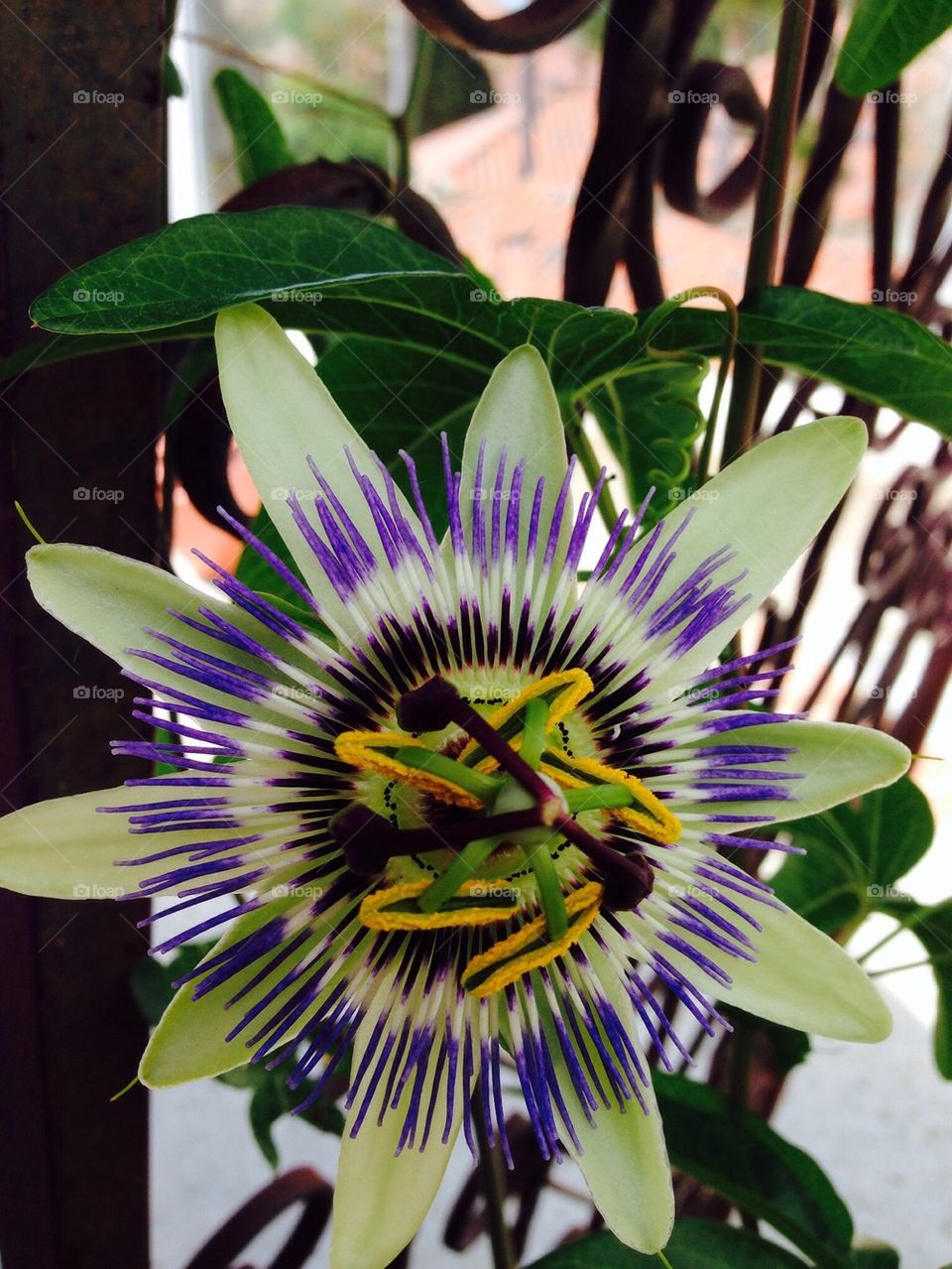Passionflower with pollen
