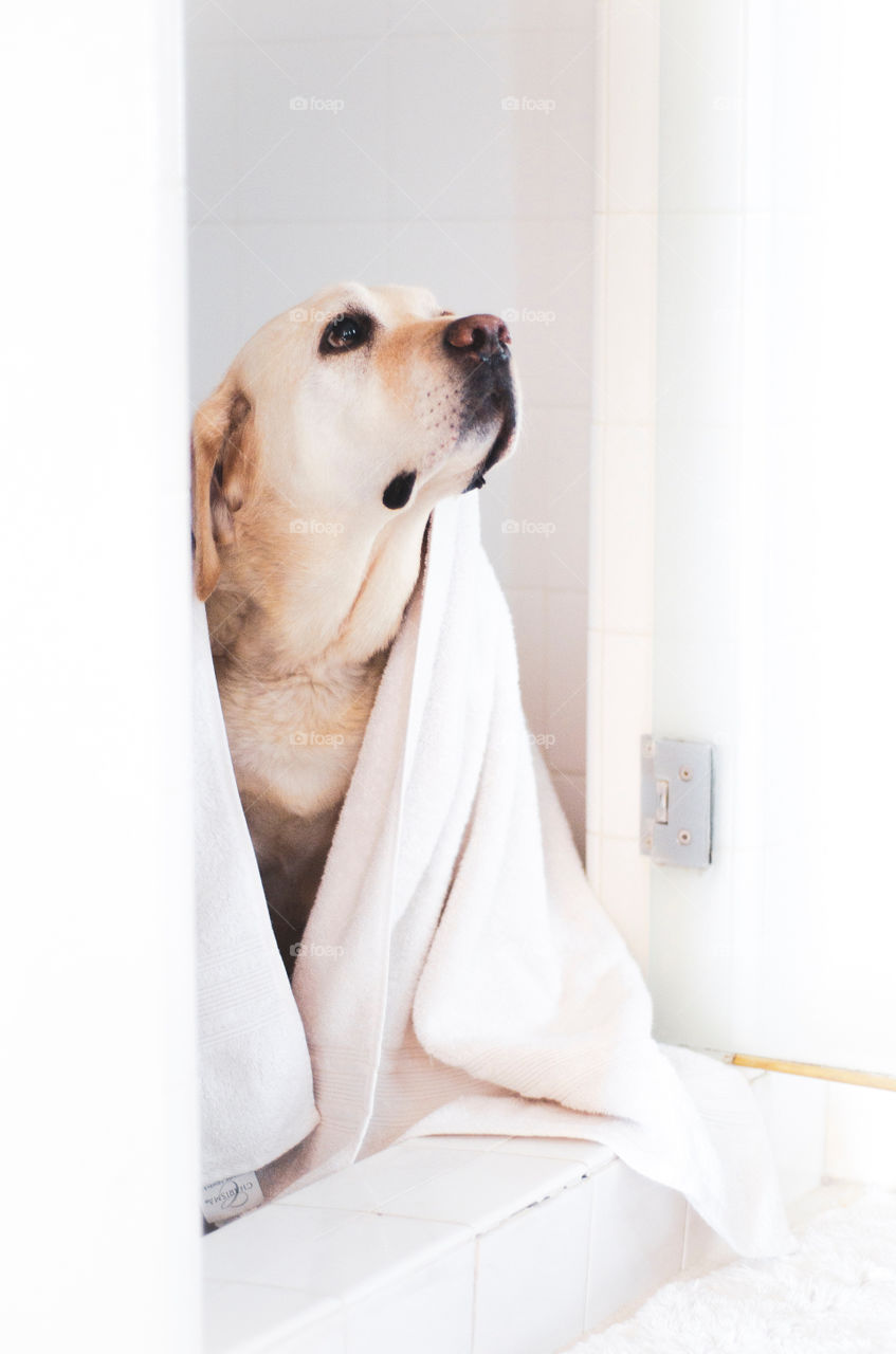 Even the dog needs a relaxing day indoors!