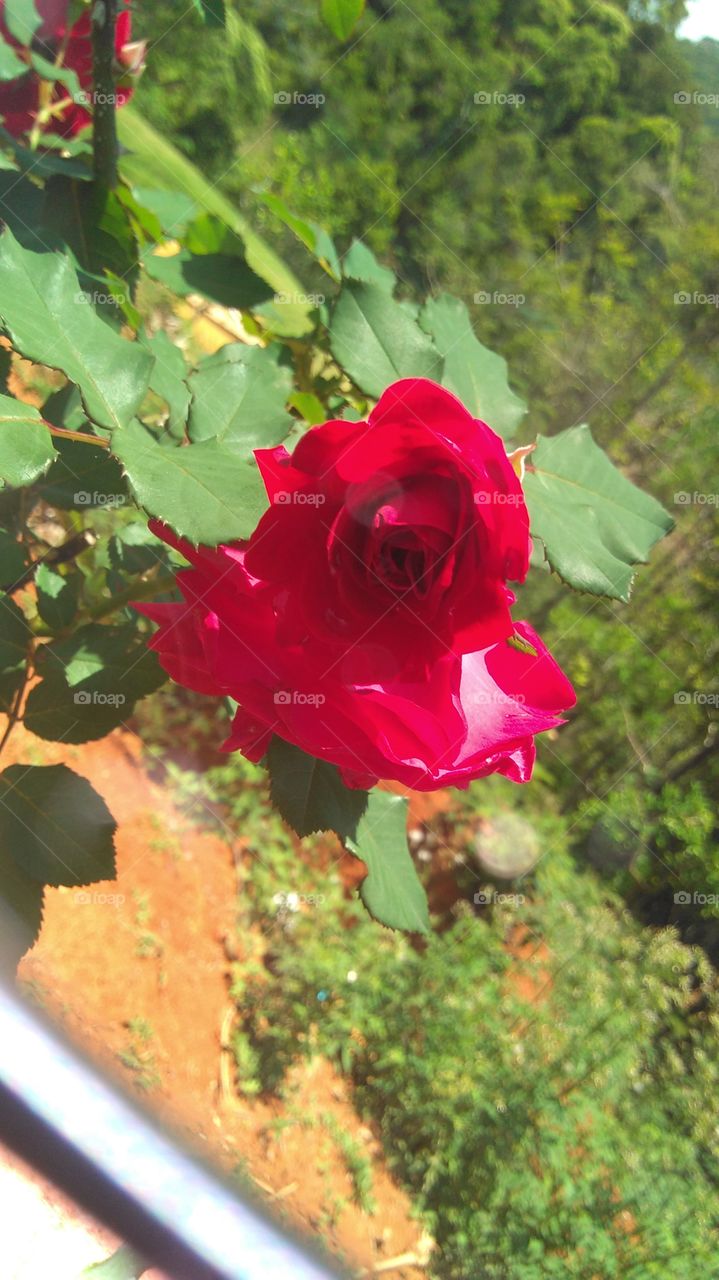 Rosa com espinhos