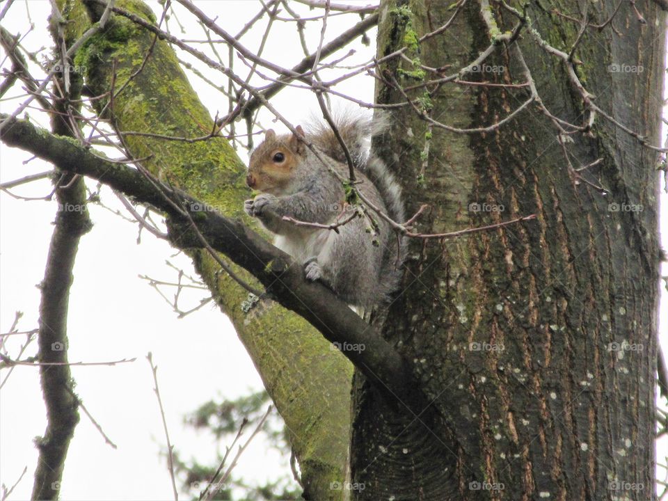 squirrel in tree