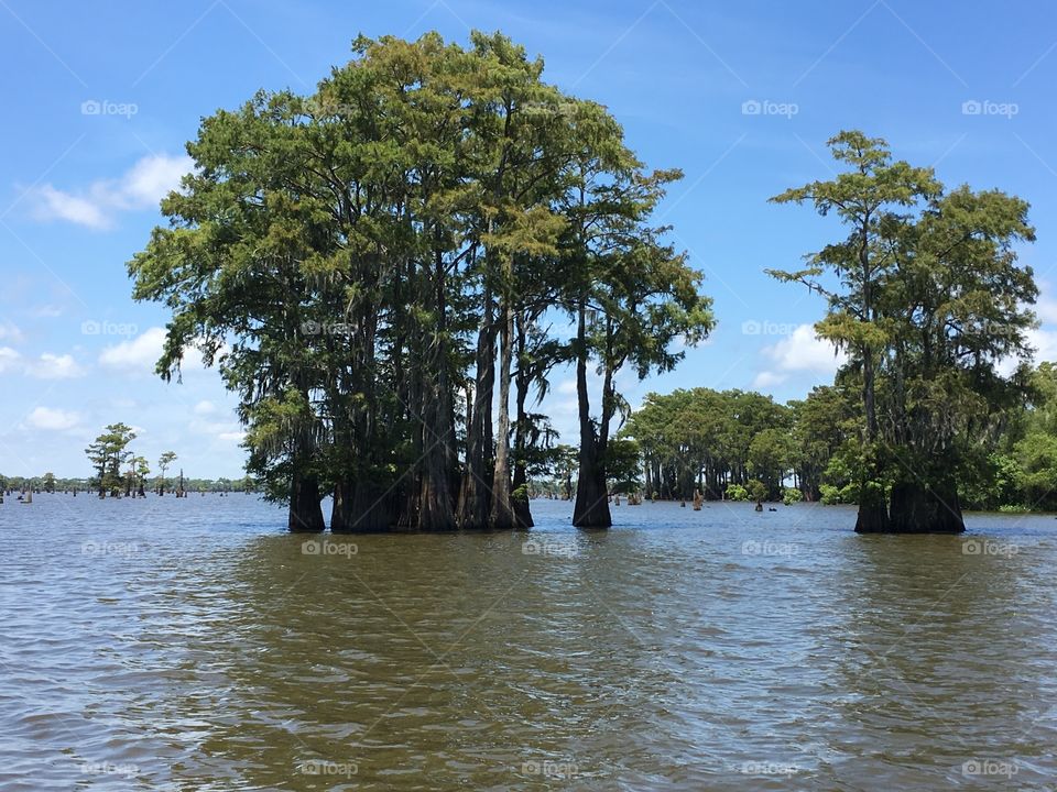 swamp tours in scenic south louisiana in atachafalaya bay, ancient cypress tree grove