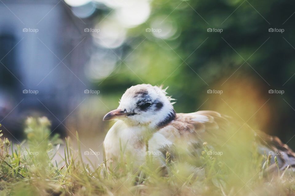 Seagull