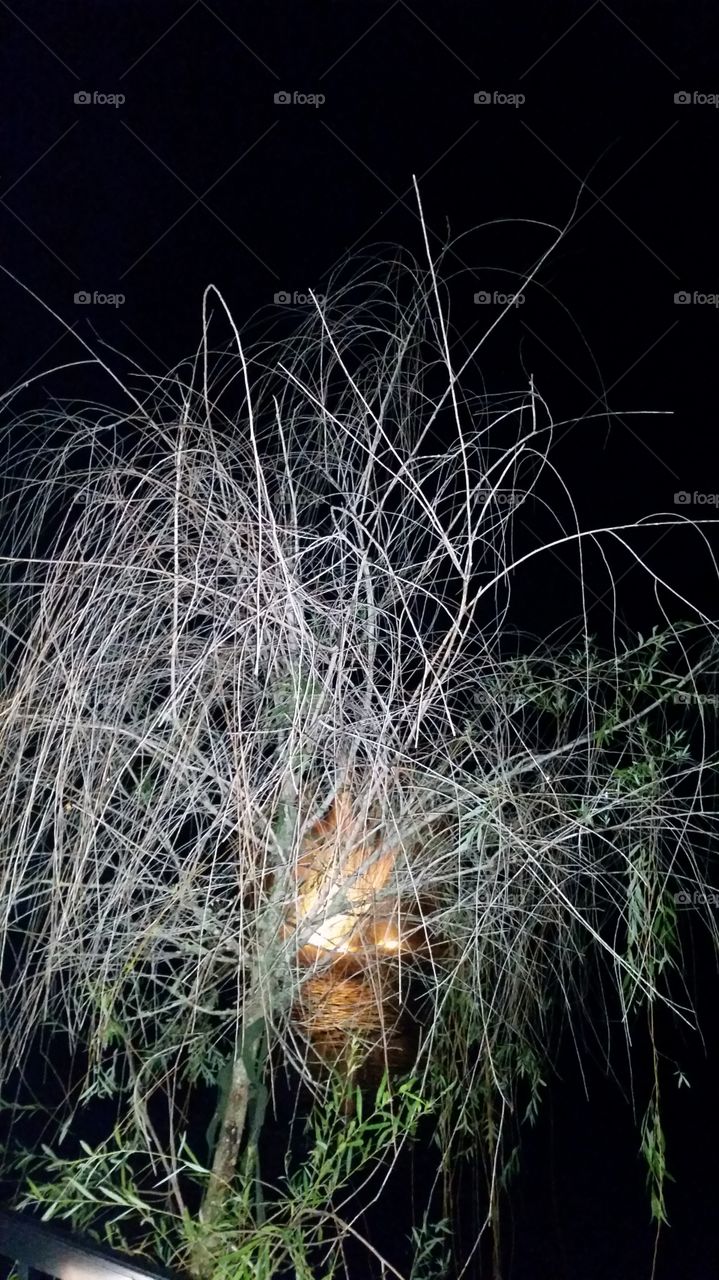 dried branches, fountain, lights