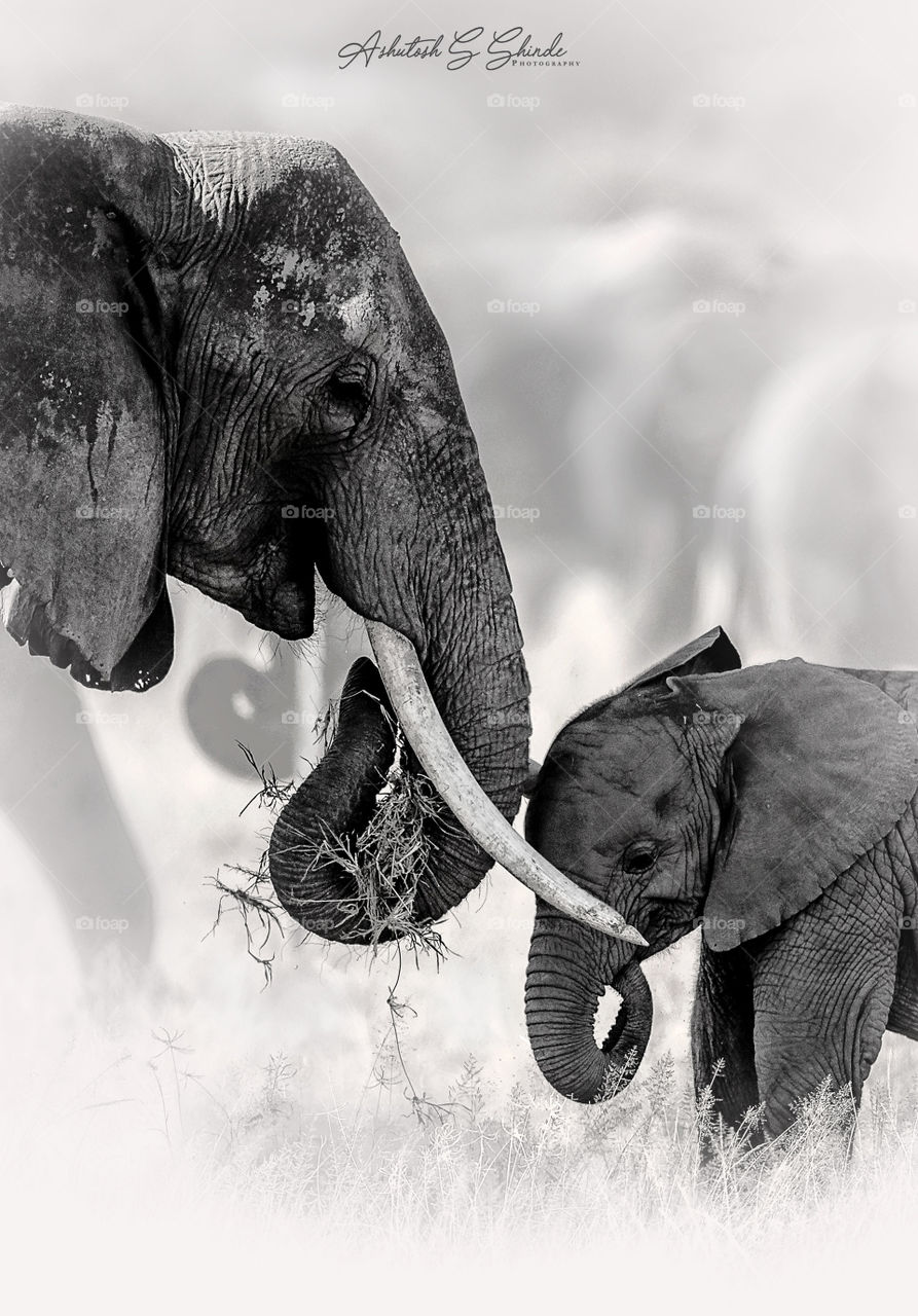 The bond , mother elephant and calf
