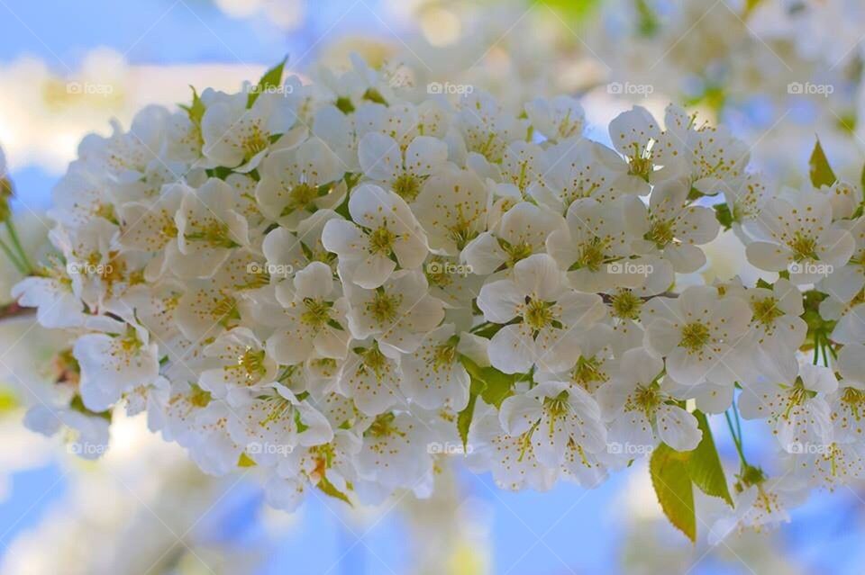 united states nature city of portland bloom by MemoriesbySkye