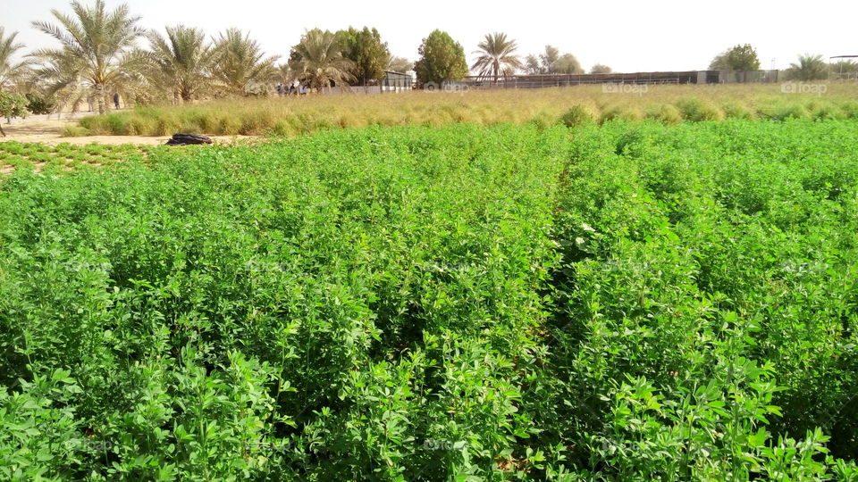 United Arab Emirates (Al Ain) Green Farm