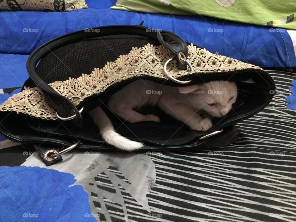 My cat always makes me smile