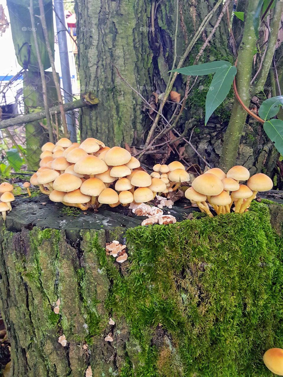 Moshrooms growing on tree